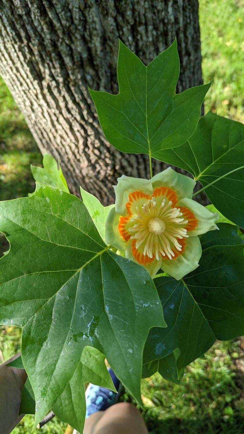 Tulip Tree