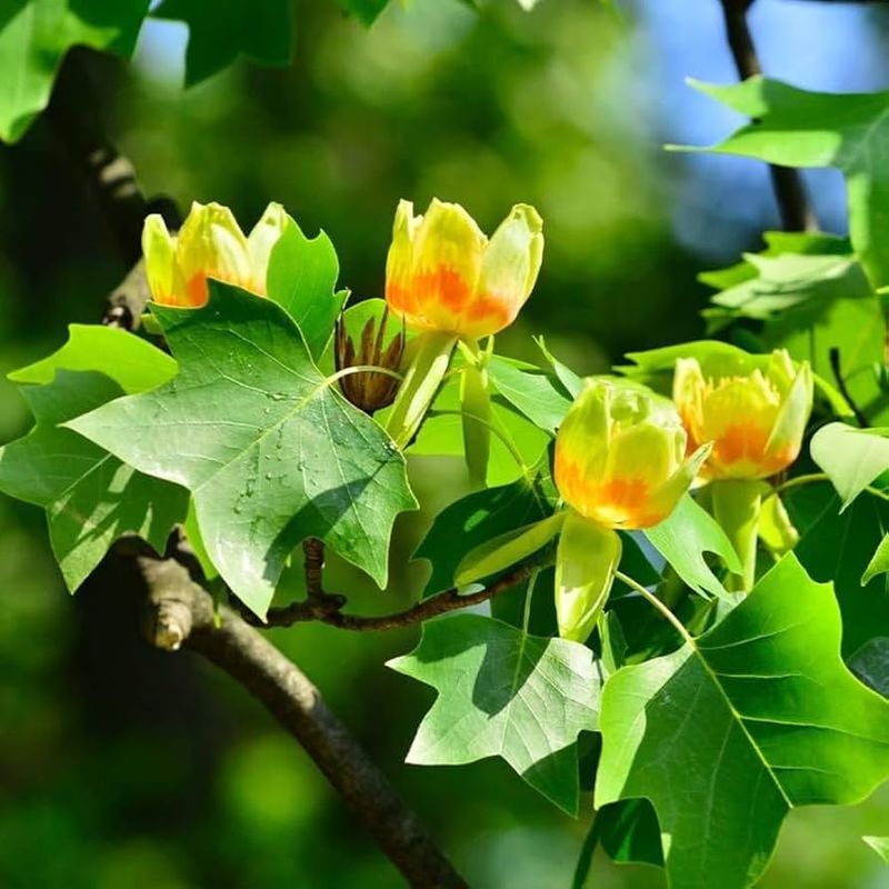 Tulip Tree