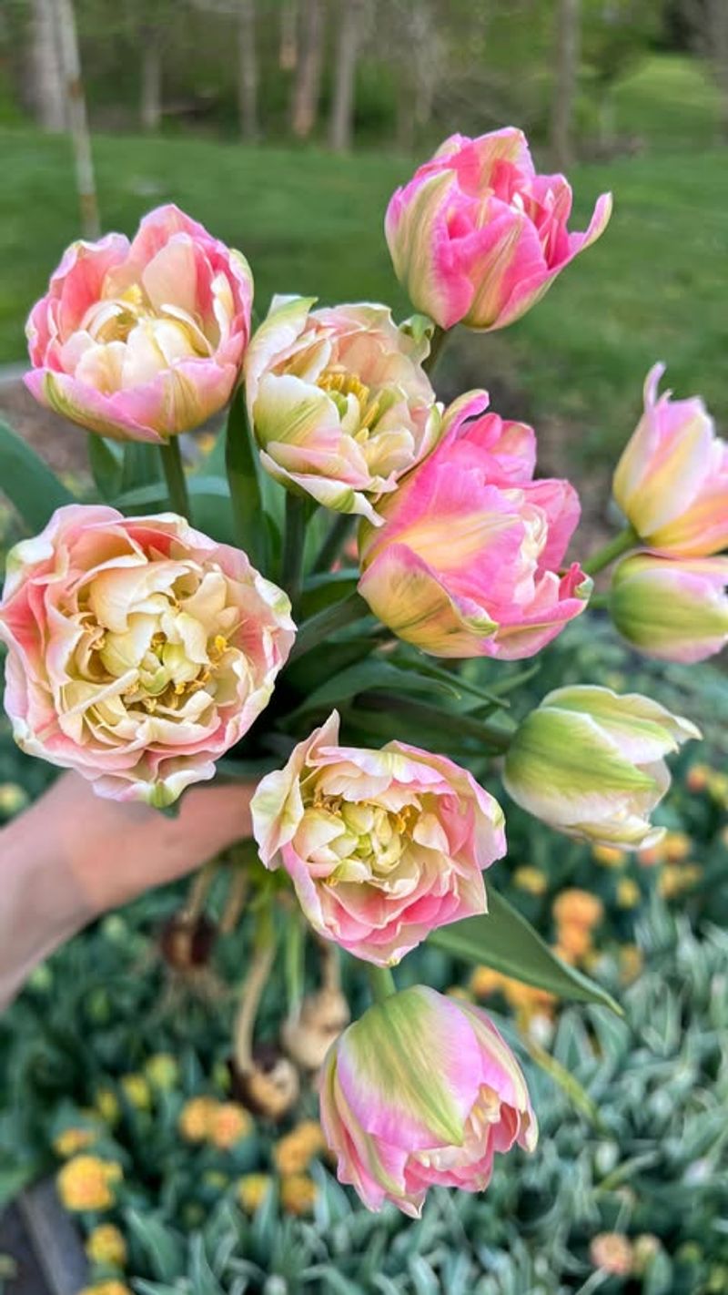 Tulip Varieties