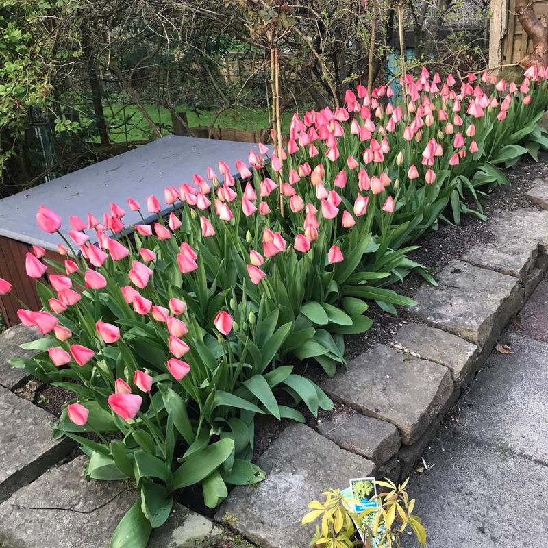 Tulips in Space