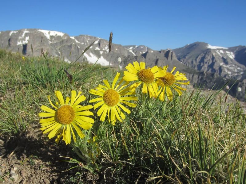 Tundra Daisy