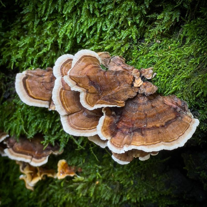 Turkey Tail