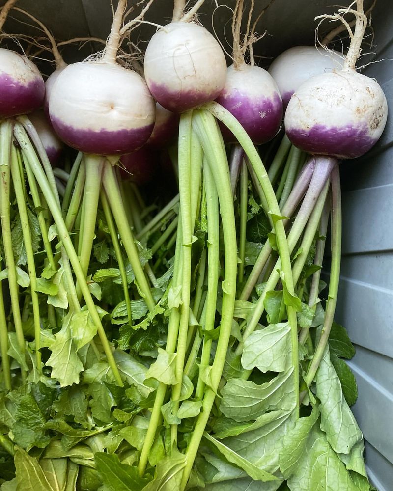 Turnips