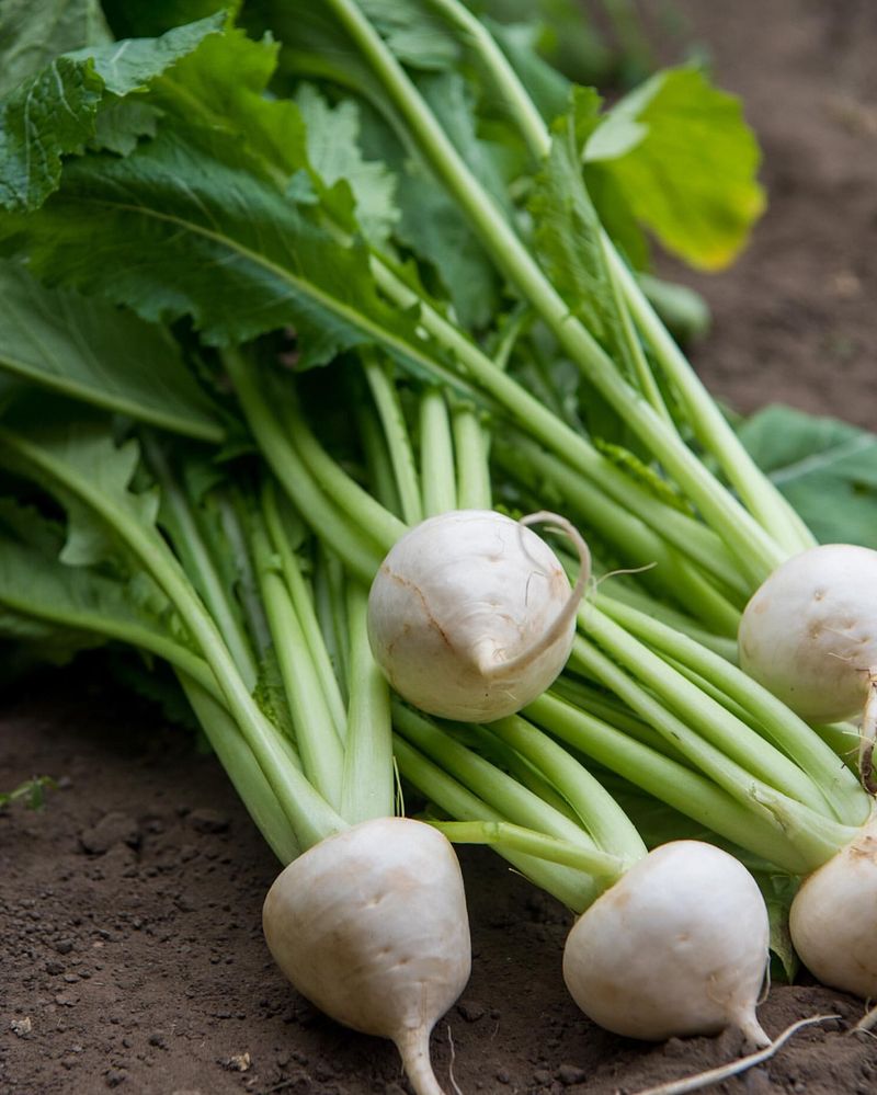 Turnips