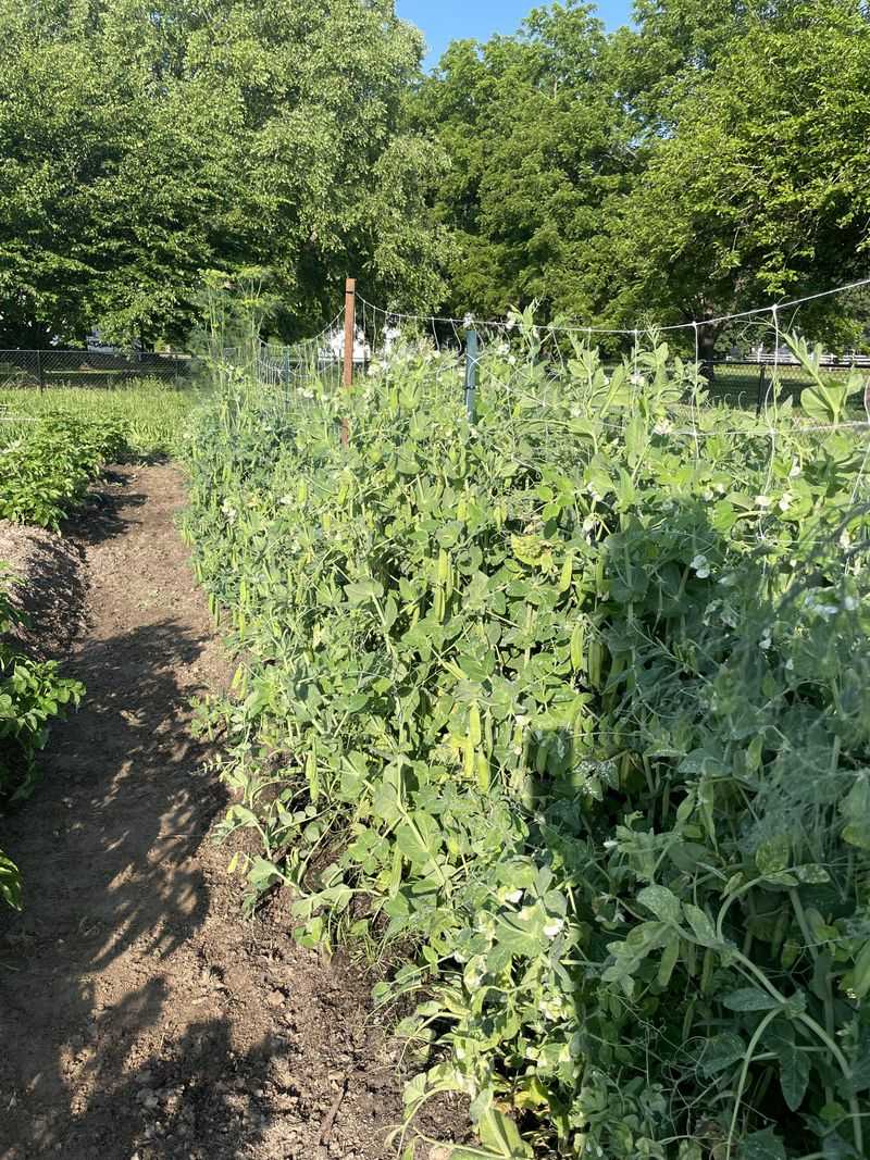 Turnips and Peas