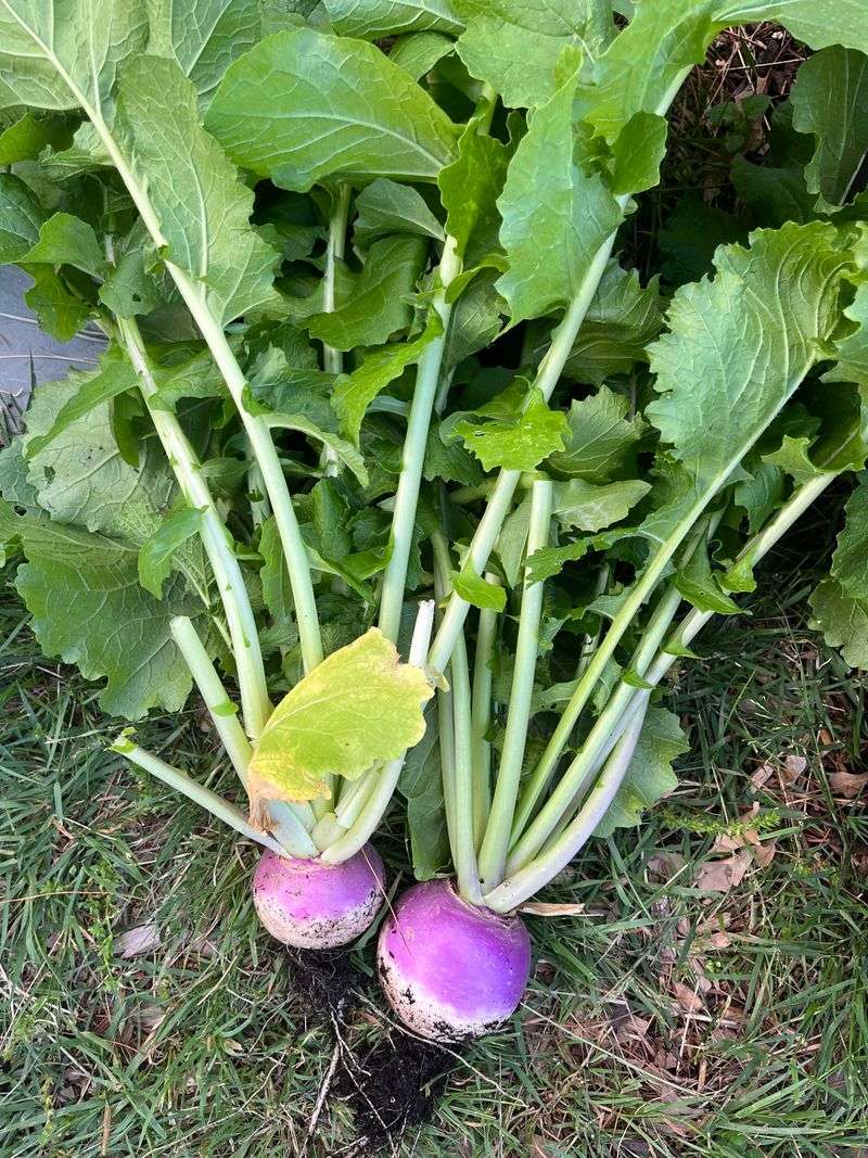 Turnips