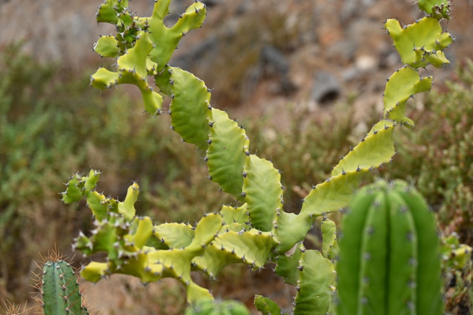 Twisted Cactus 