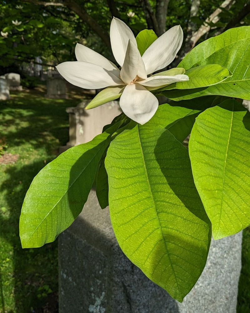 Umbrella Magnolia