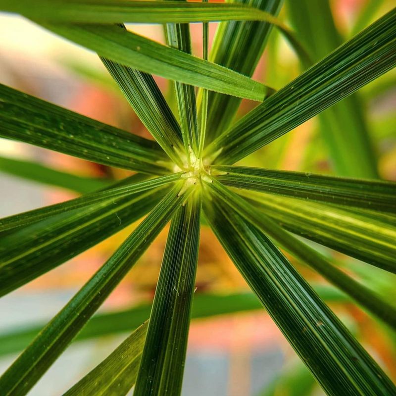 Umbrella Palm