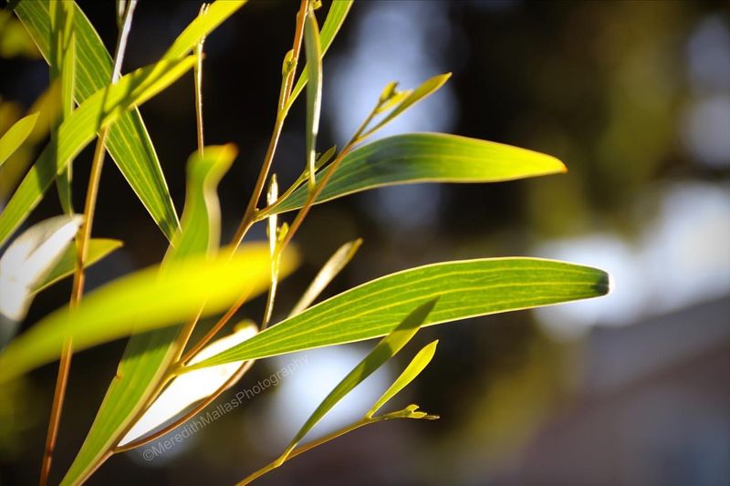 Understand Yellowing Leaves