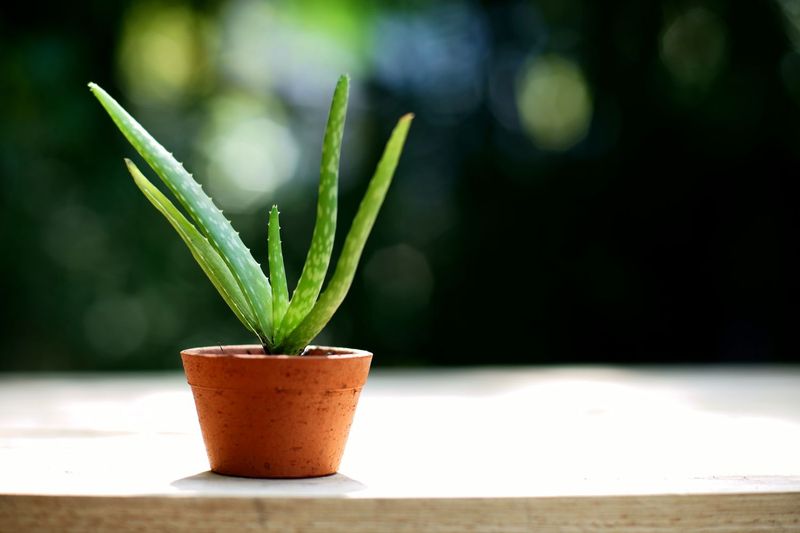 Understand Your Aloe's Needs