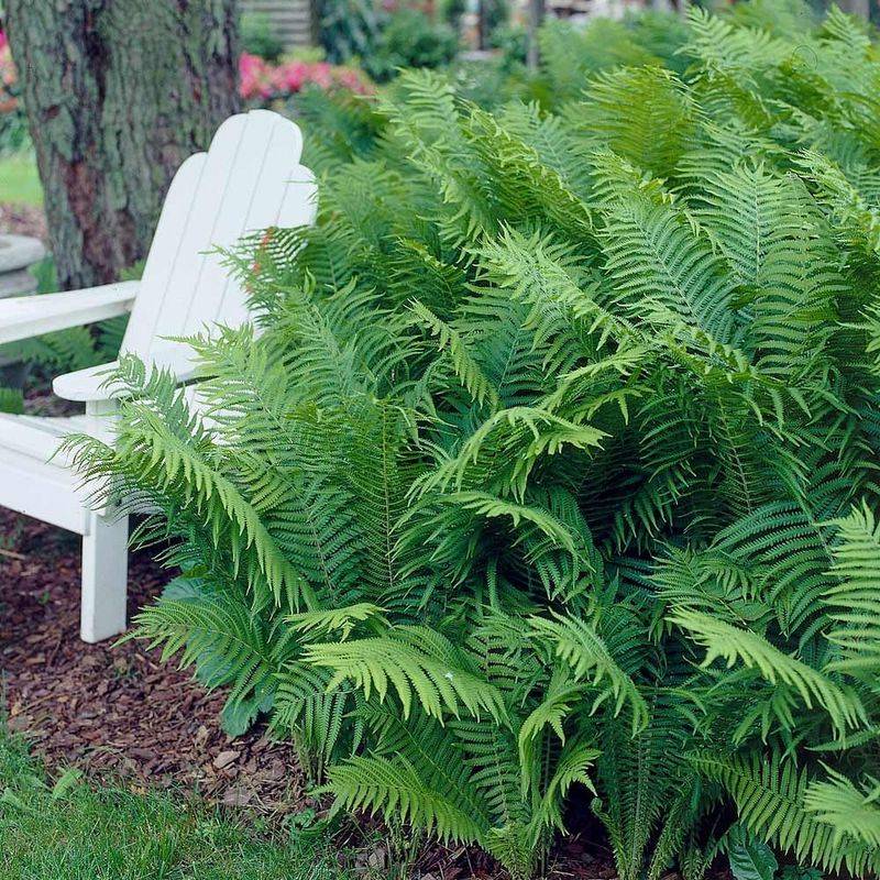 Unfurling Ostrich Ferns