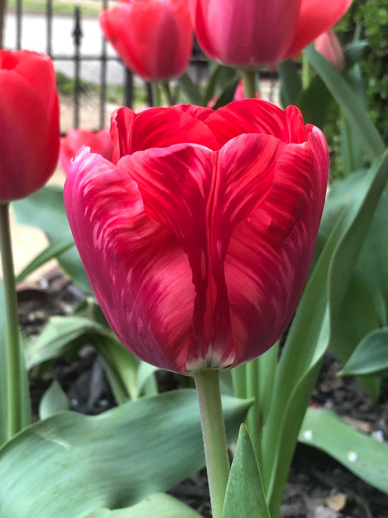 Unique Tulip Patterns