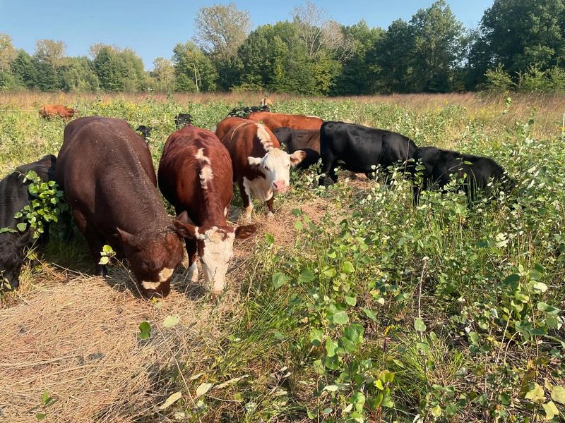 Unsecured Livestock Areas