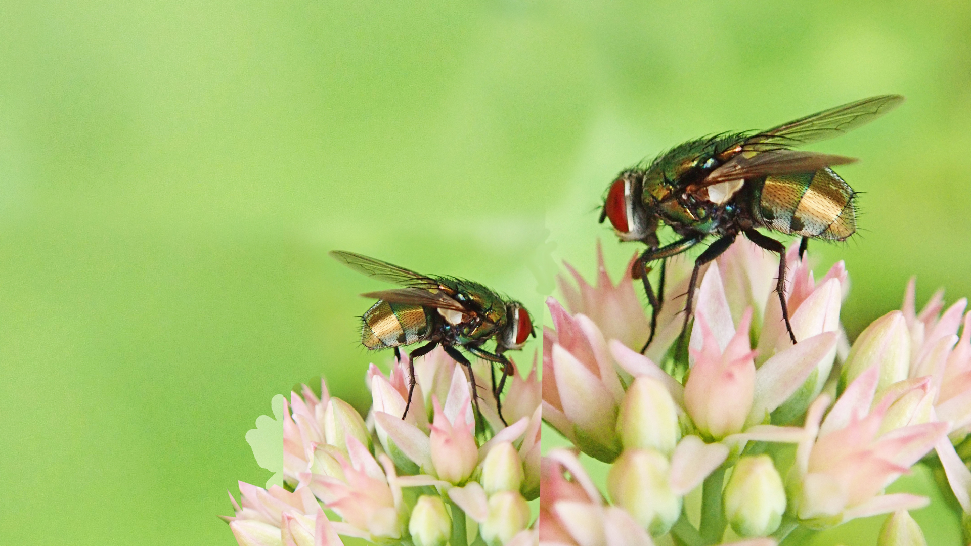 Top 30 Tips For Keeping Flies Away From Your Patio