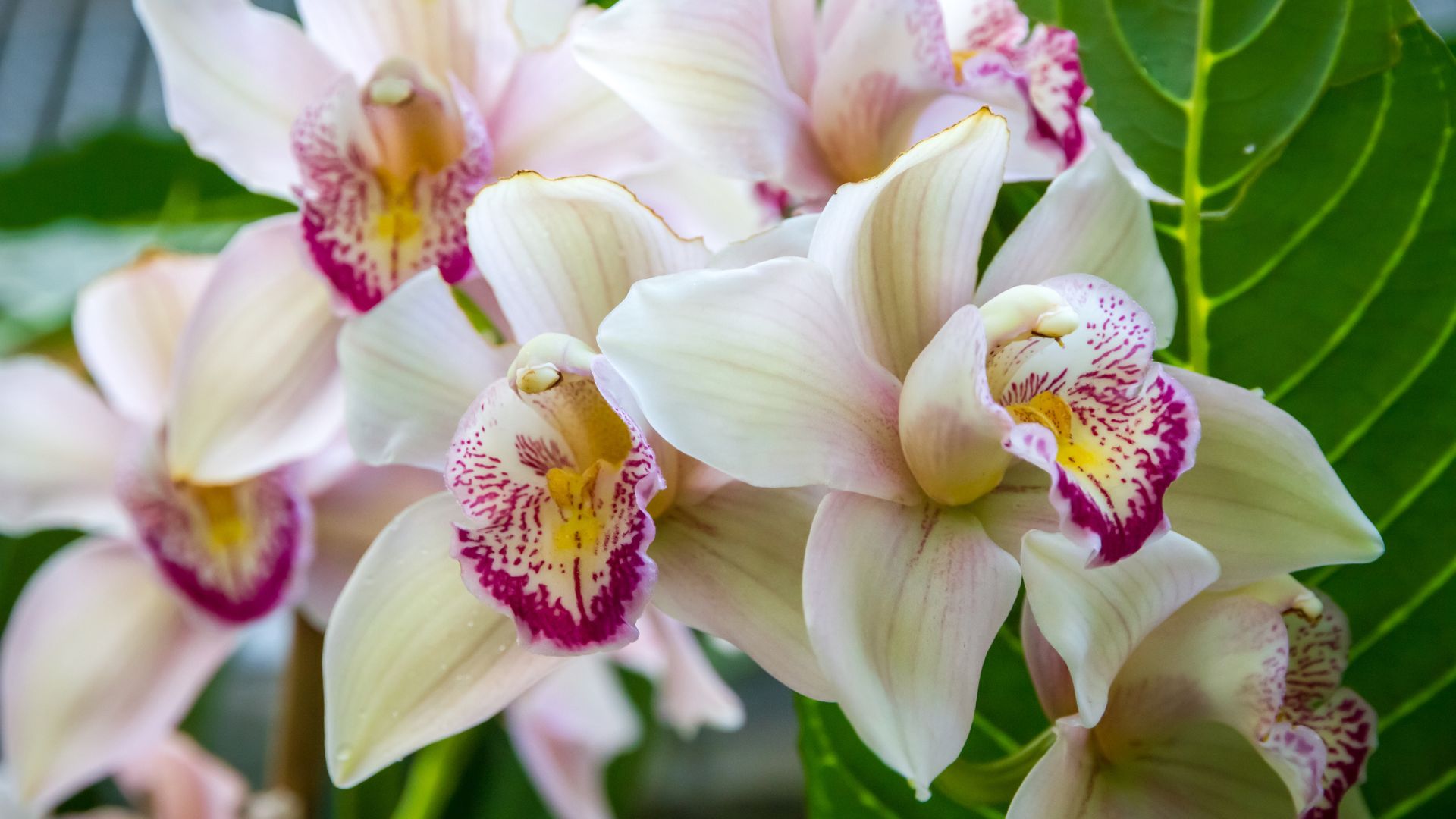 27 Rare Wild Orchid Varieties To Give Your Garden Landscape A Unique Flare