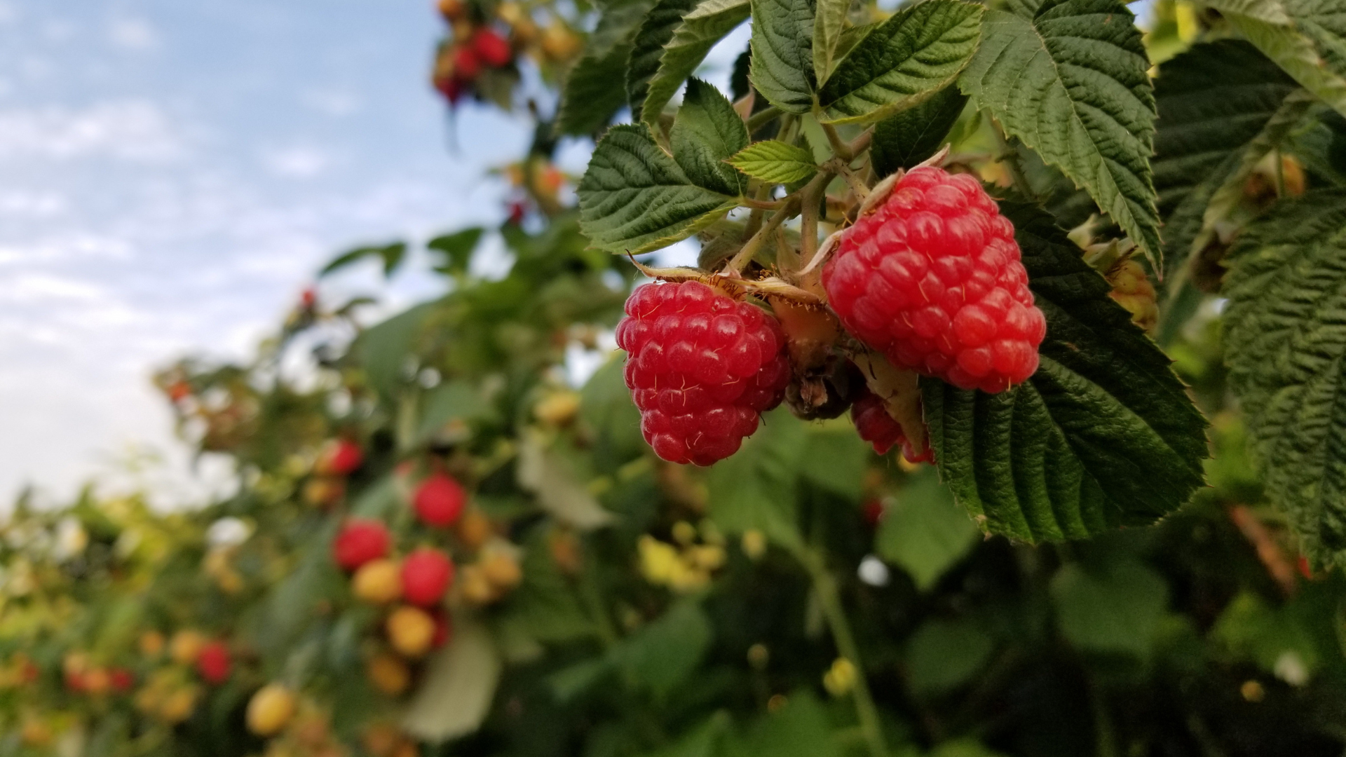 32 Companion Plants Perfect For Raspberries