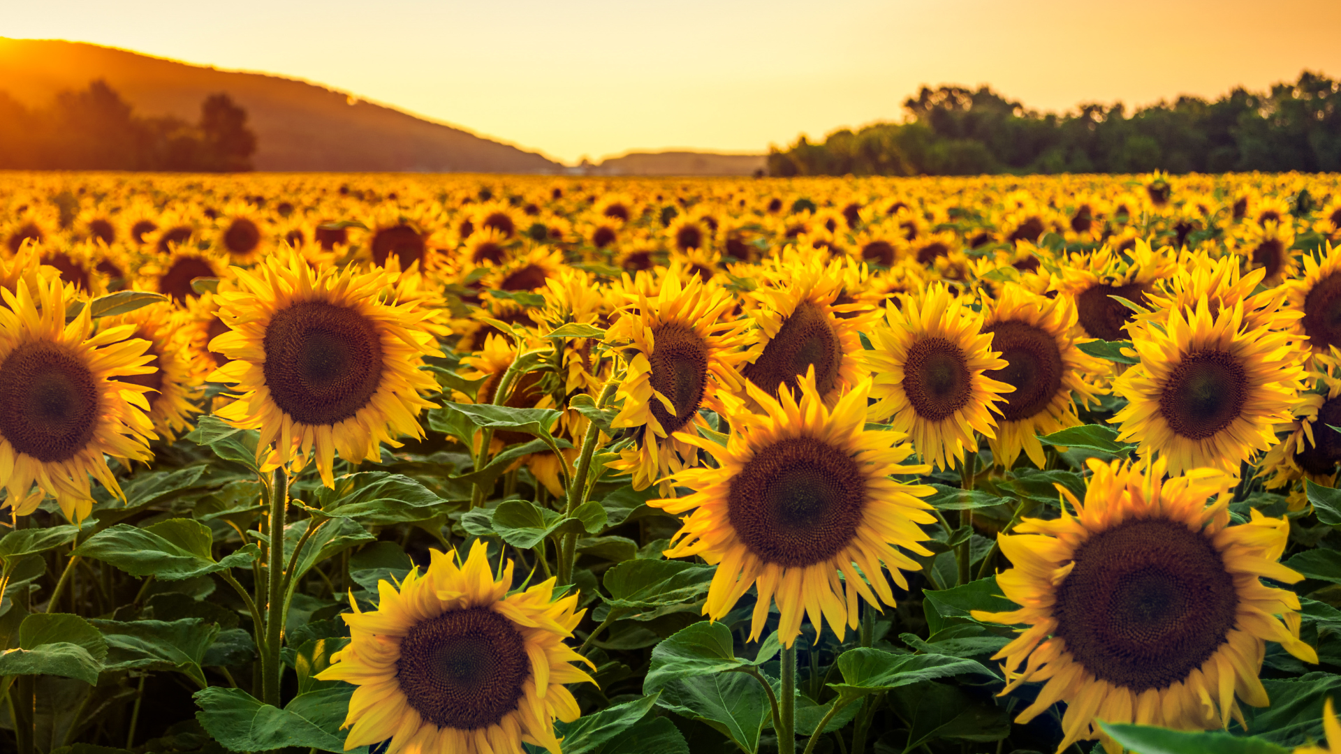 20 Reasons Why Every Garden Should Have Sunflowers