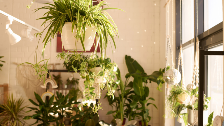 31 Houseplants That Produce Beautiful Flowers