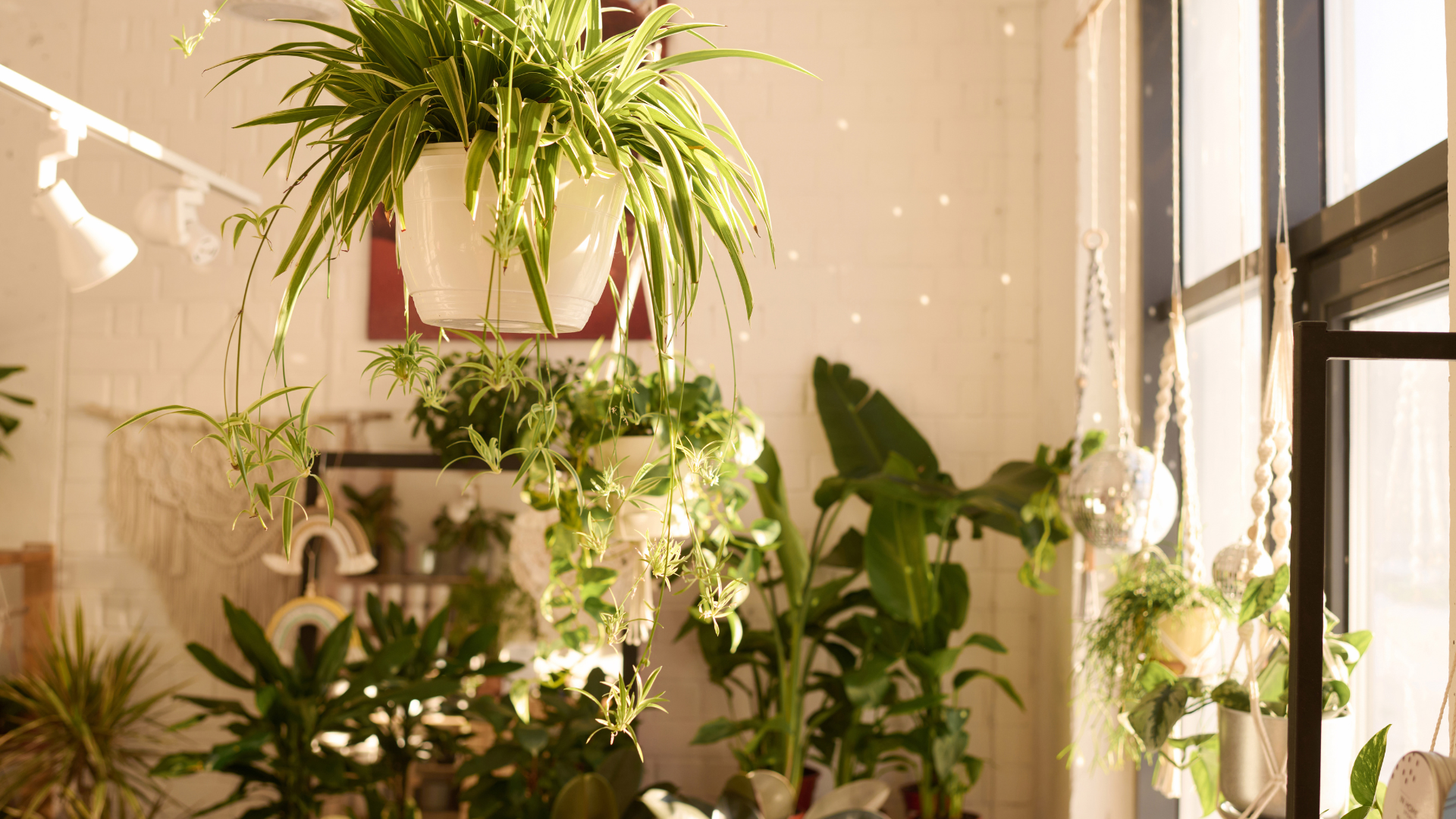 29 Houseplants That Produce Beautiful Flowers