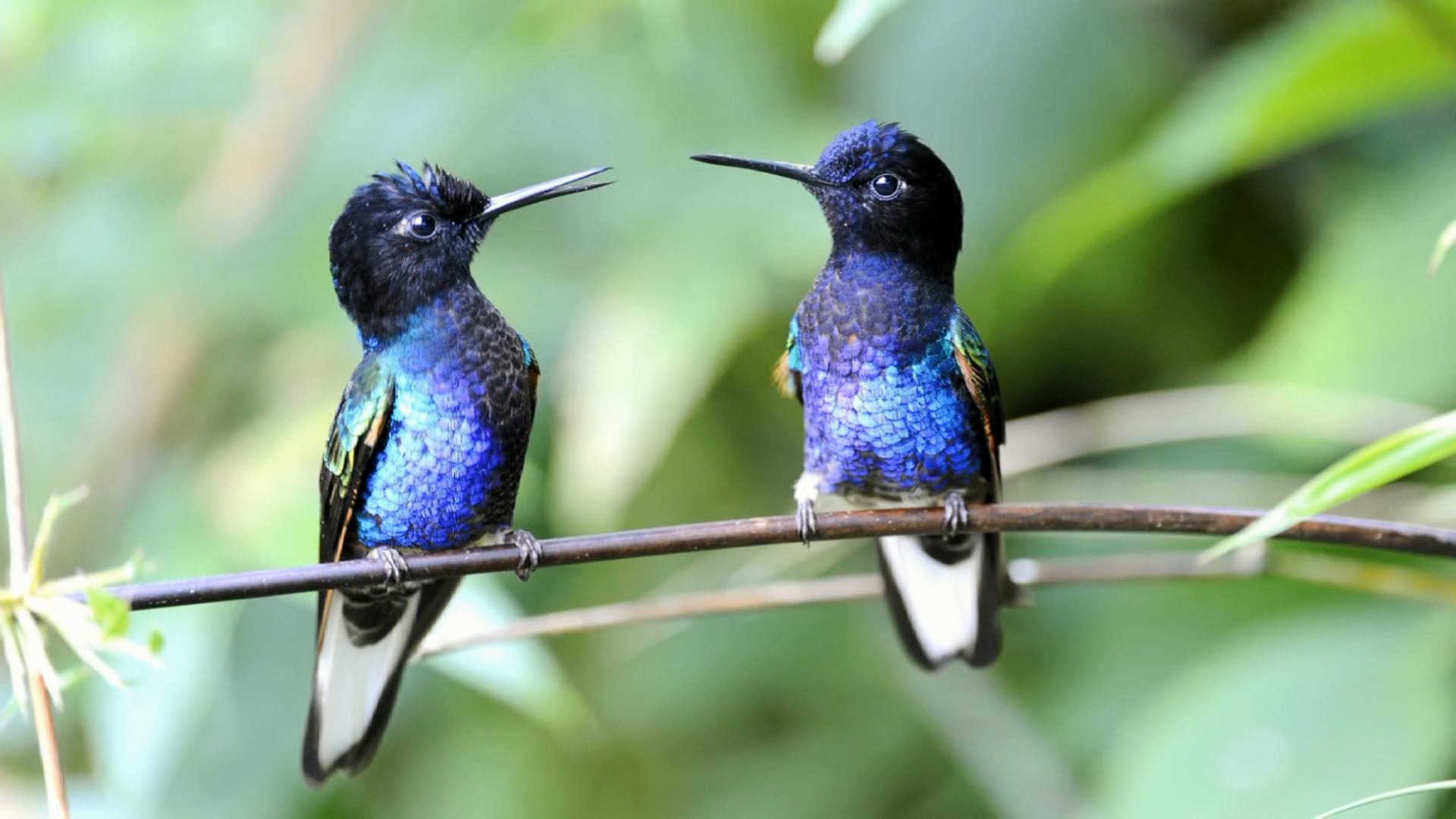 29 Shrubs That Provide Nectar For Hummingbirds