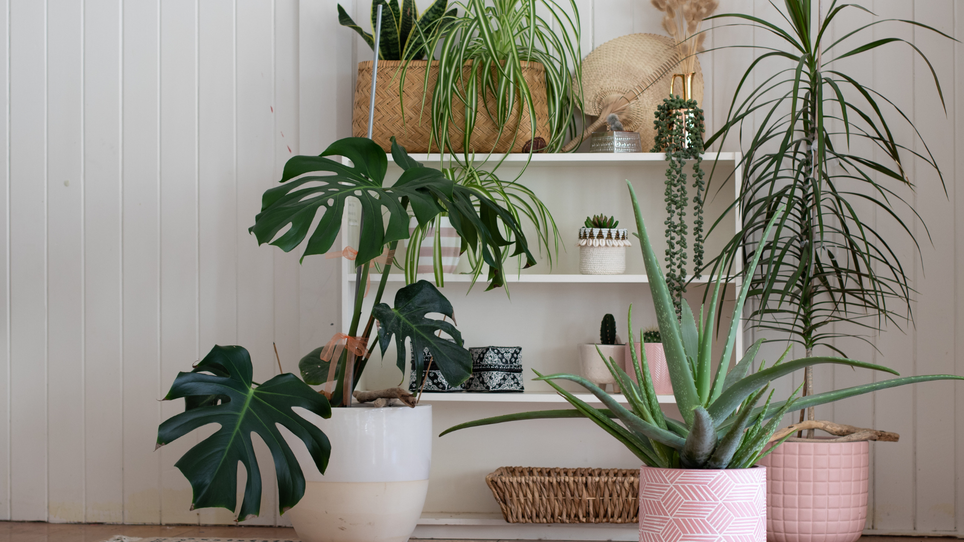 27 Best Blue Houseplants To Create A Calm Indoor Environment