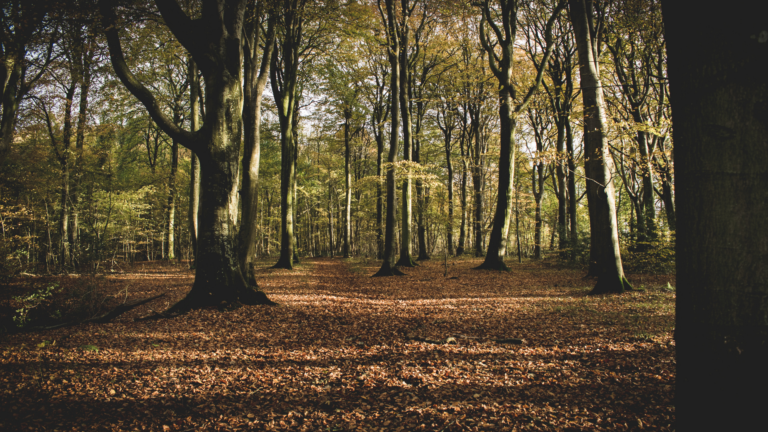 23 Trees You’ll Want To Avoid And What To Plant Instead