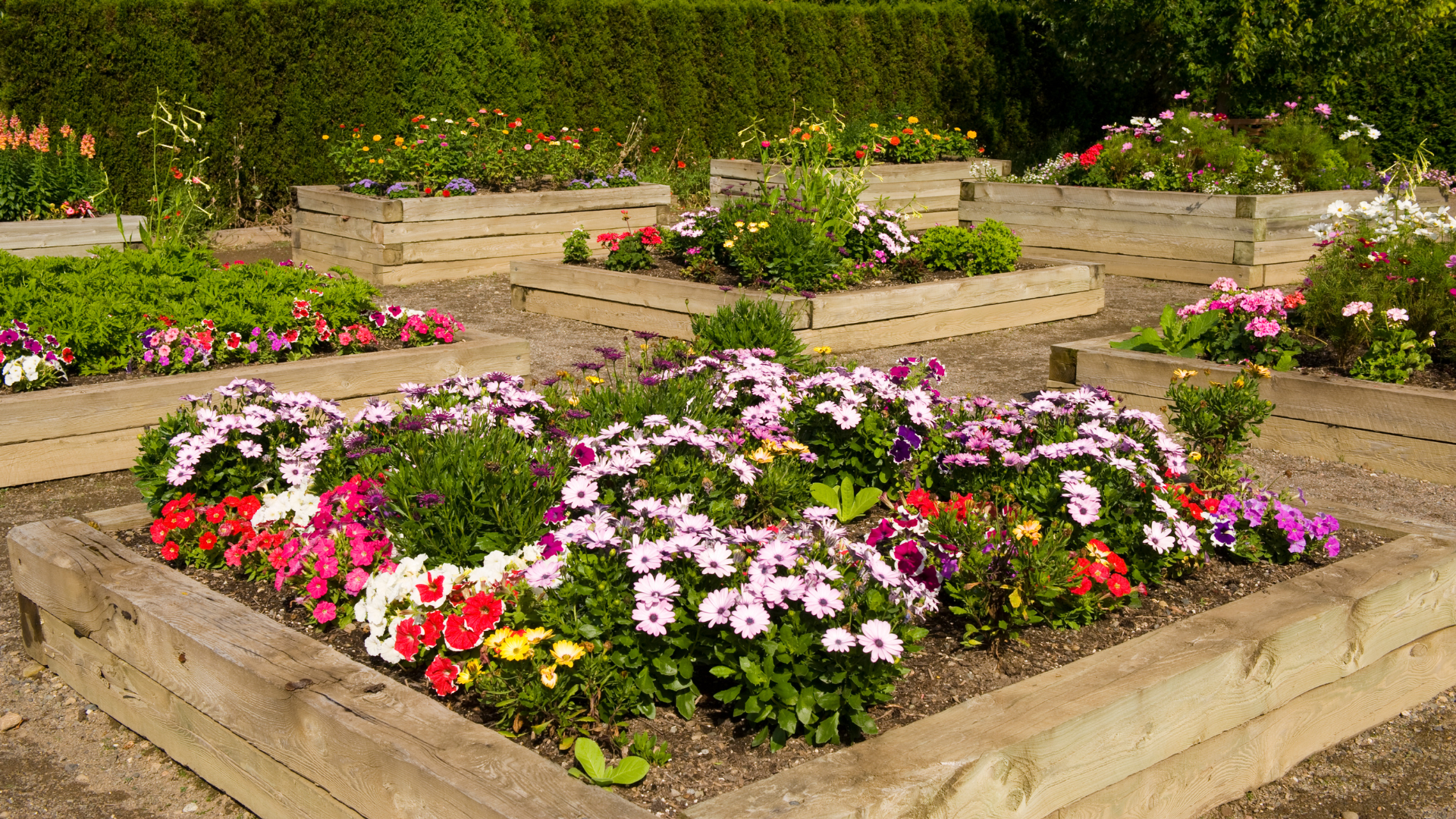 Top 28 Flowers For Raised Beds That Stay In Bloom All Season