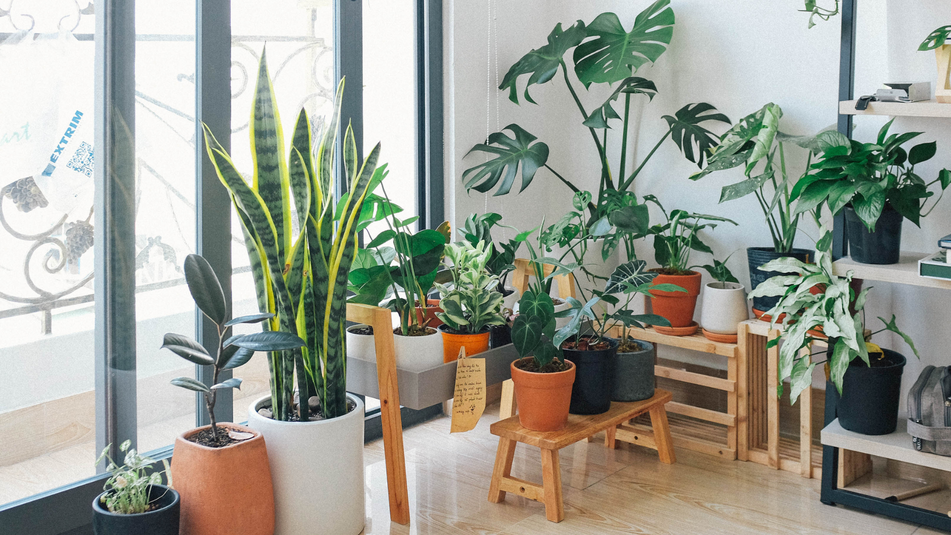 23 Large Indoor Plants That Add Instant Impact To Your Space