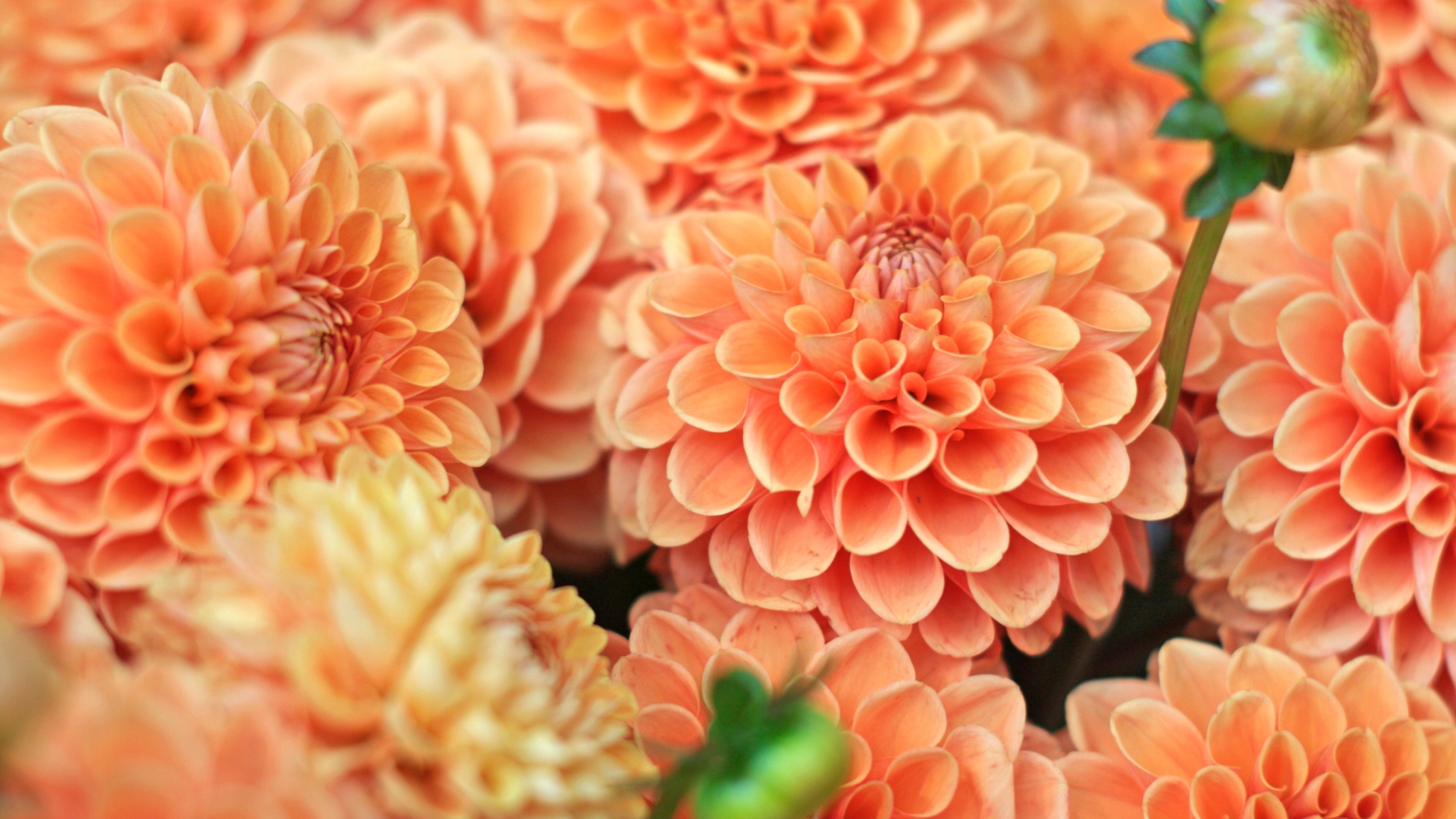 24 Mistakes Beginners Always Make When Growing Dahlias