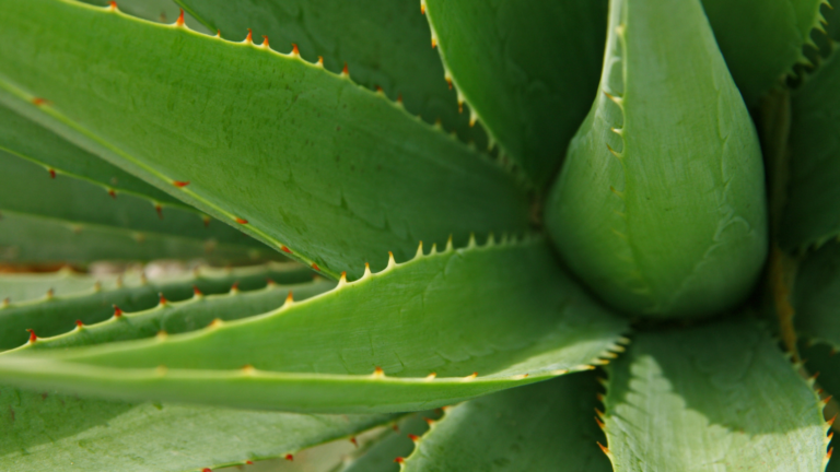 29 Essential Steps To Revive Your Aloe Vera Plant