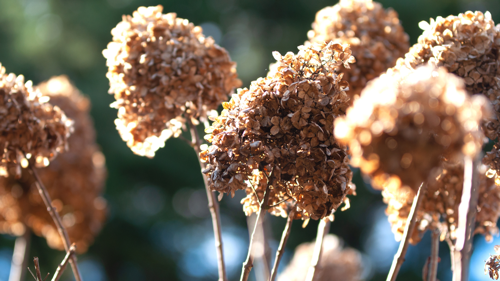 29 Reason Why Are Your Hydrangeas Turning Brown