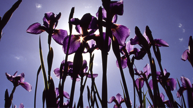 34 Stunning Companion Plants That Belong Alongside Irises In The Garden