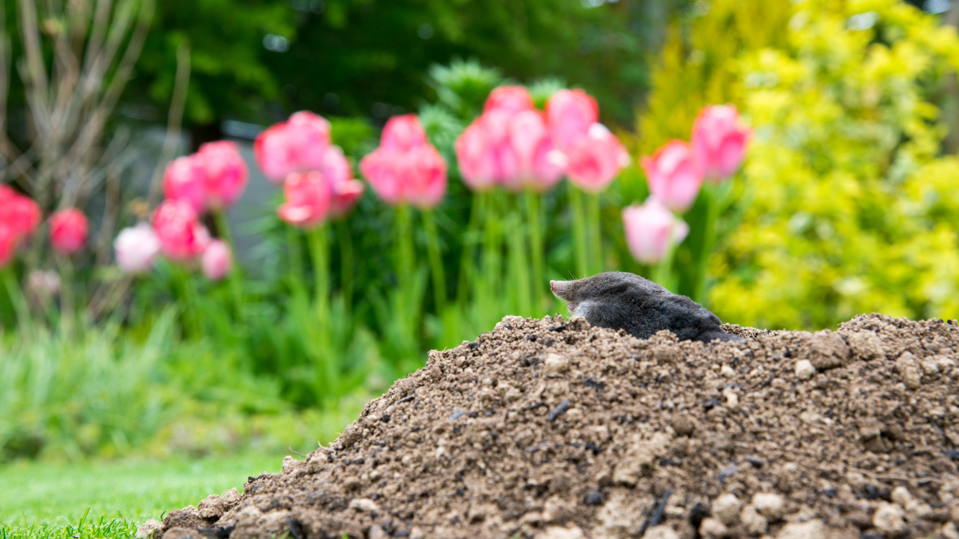 25 Ways To Keep Moles Out Of Your Yard Using Kitchen Cupboard Essentials