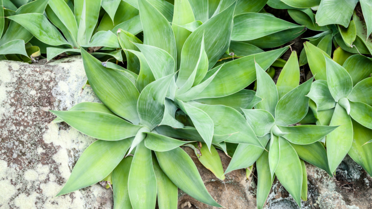 29 Plant That Happily Spills Over Stone Edging Or Borders