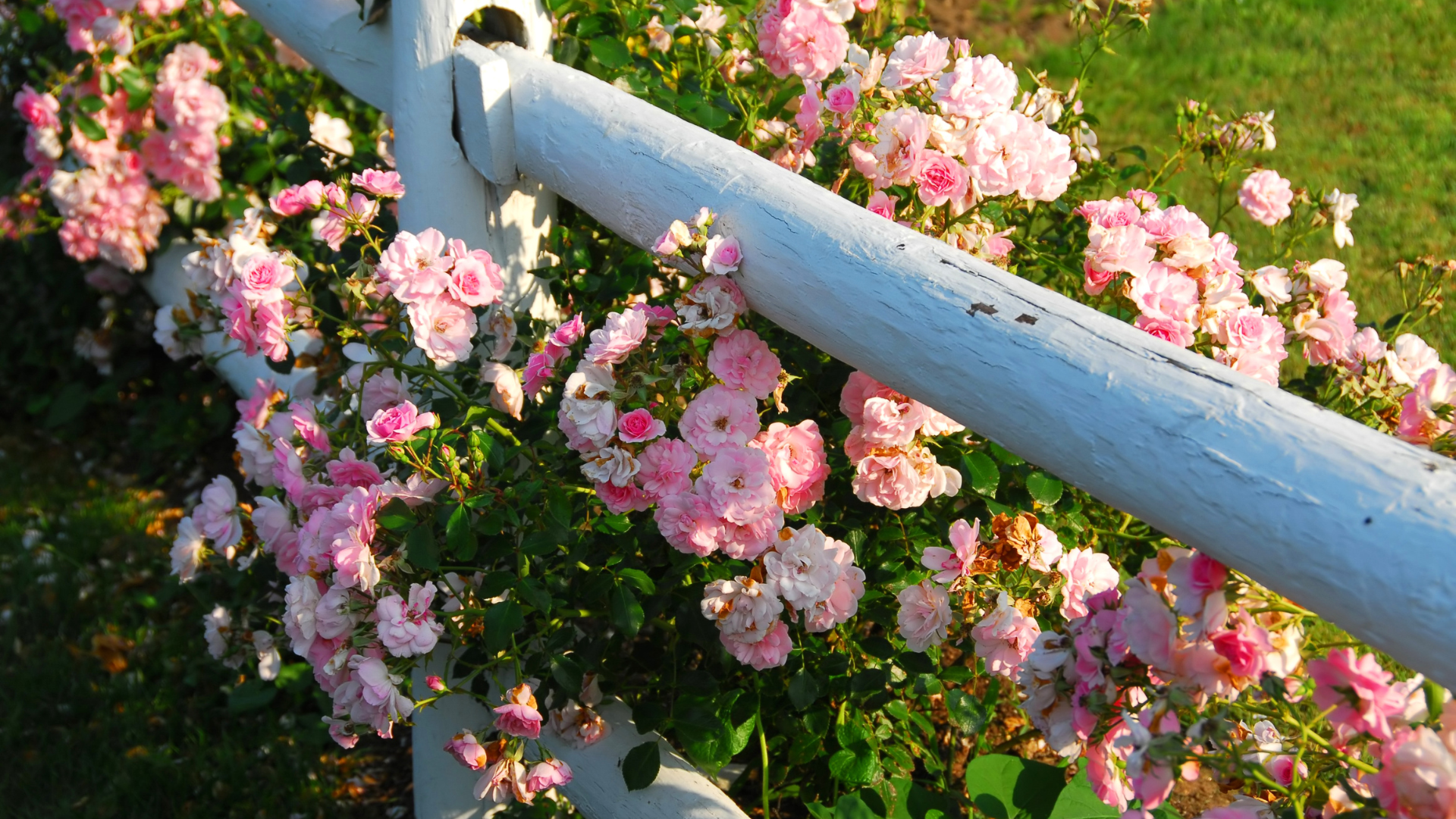 20 Stunning Varieties Of Roses Fit For Hedges