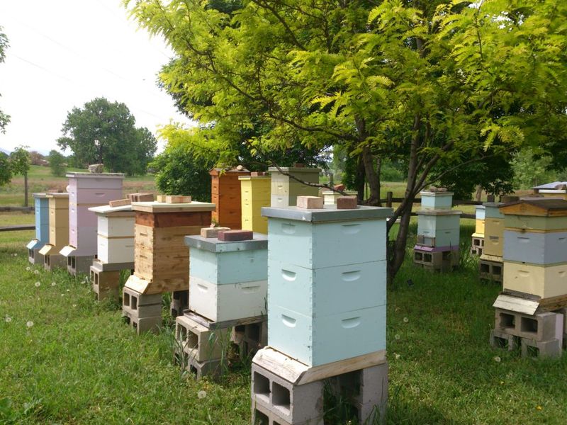 Urban Beekeeping