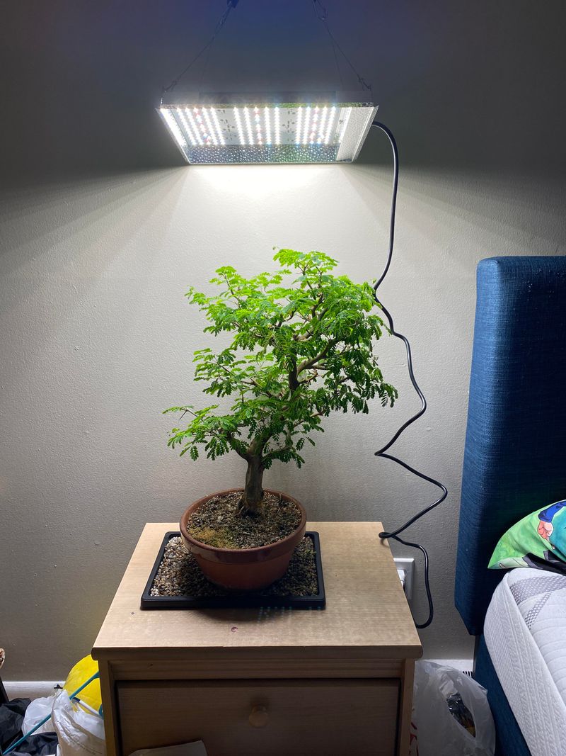 Use of Grow Lights