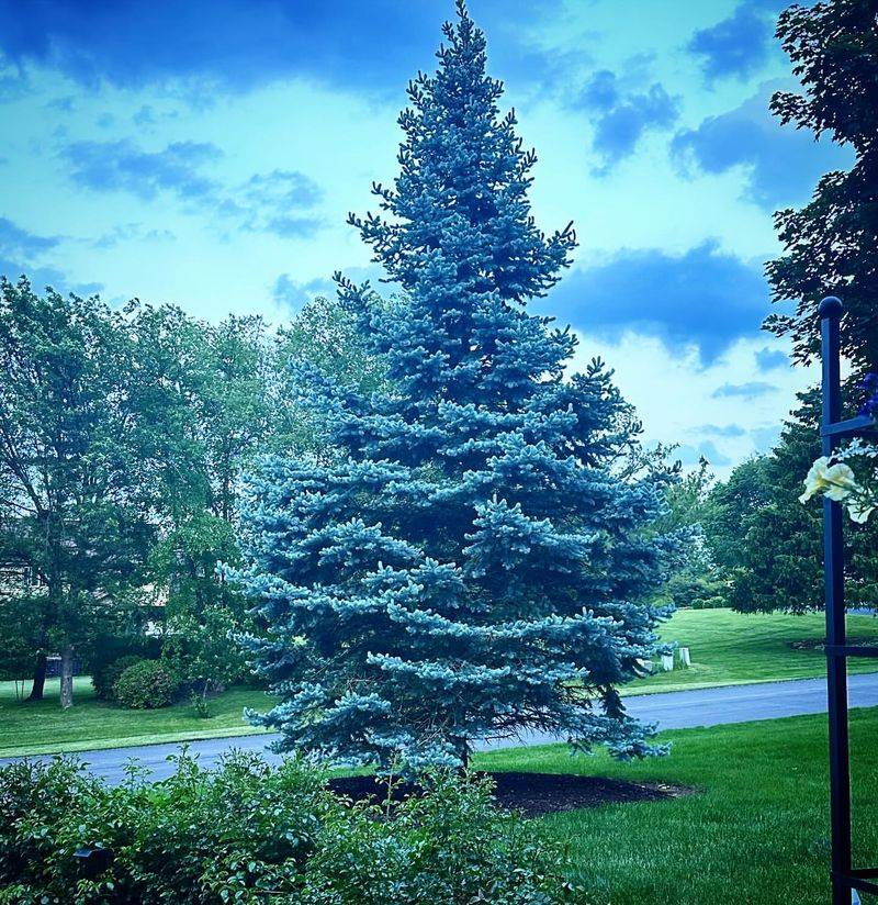 Utah: Blue Spruce