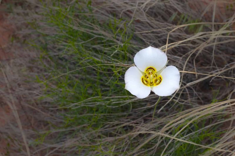 Utah - Sego Lily