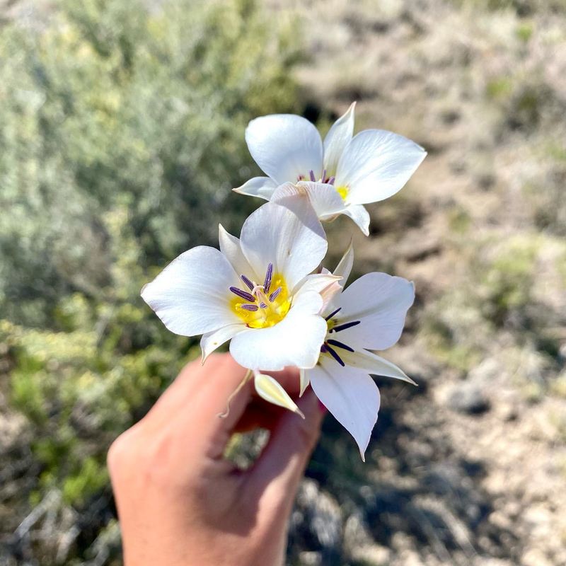 Utah: Sego Lily