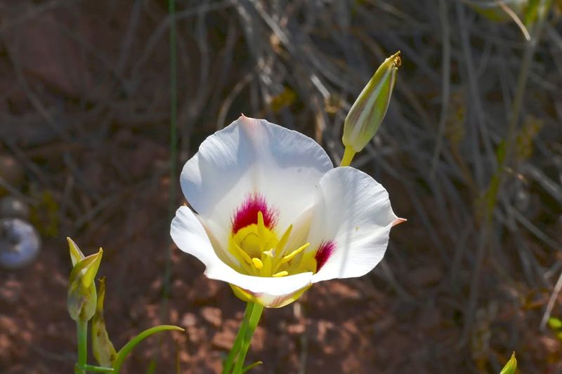 Utah: Sego Lily