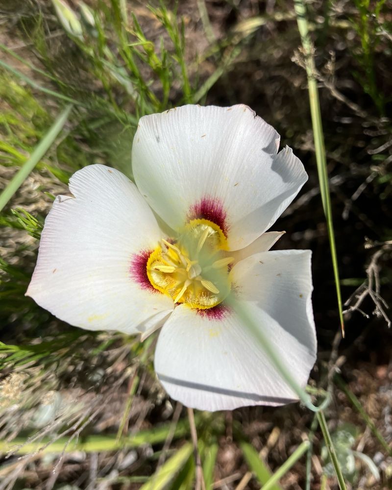 Utah - Sego Lily