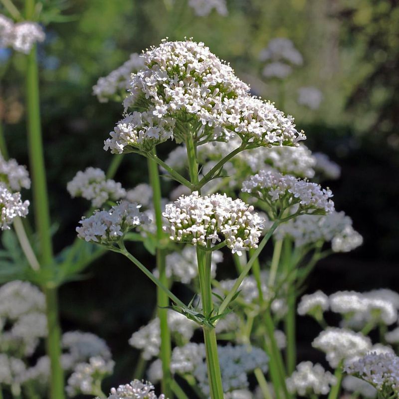 Valerian