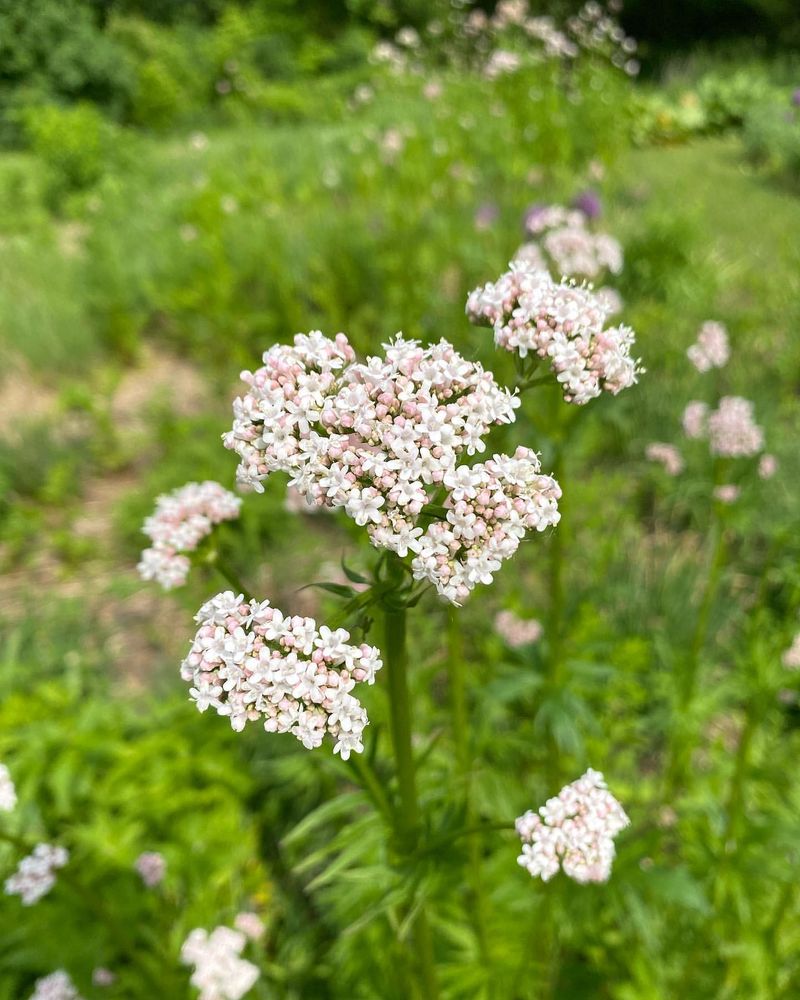 Valerian