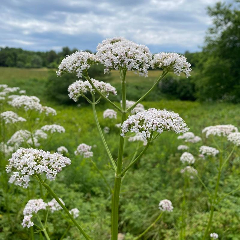 Valerian