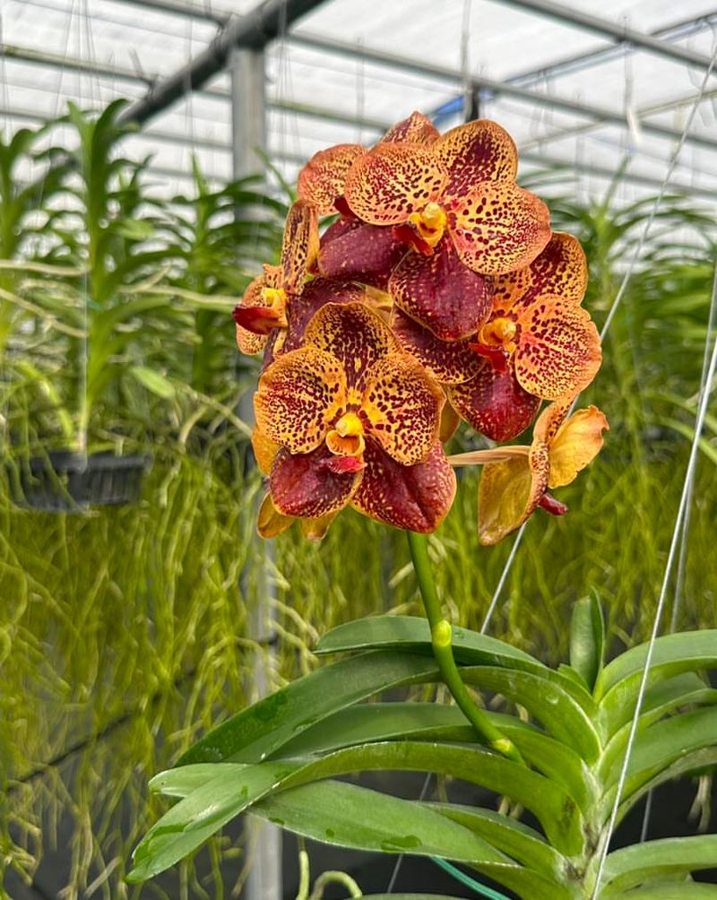 Vanda Orchid