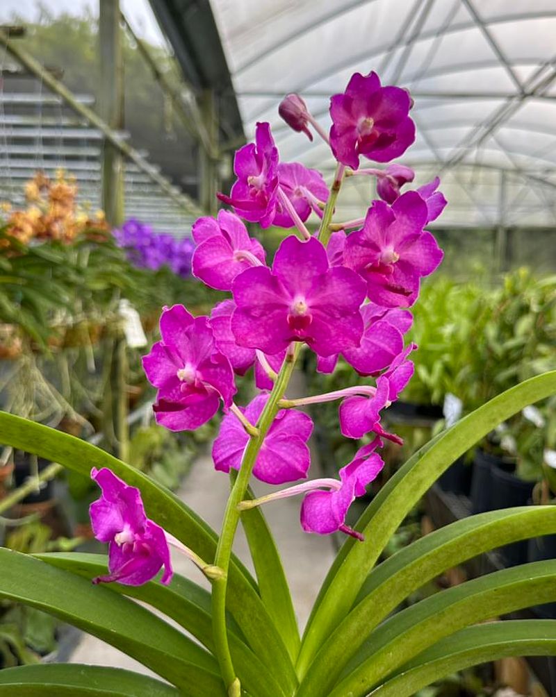 Vanda