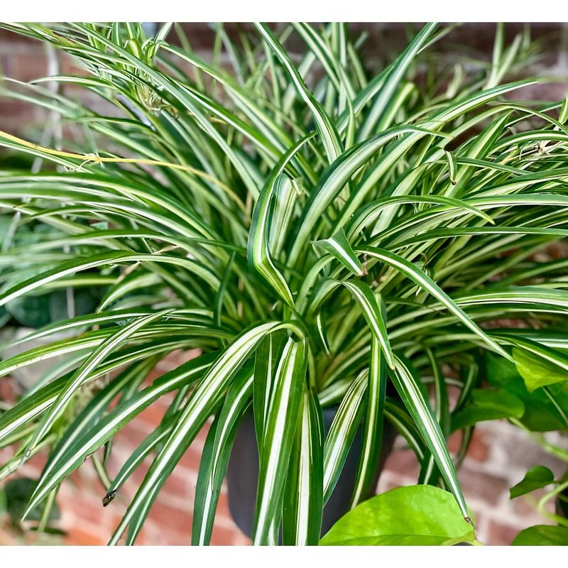 Variegated Spider Plant