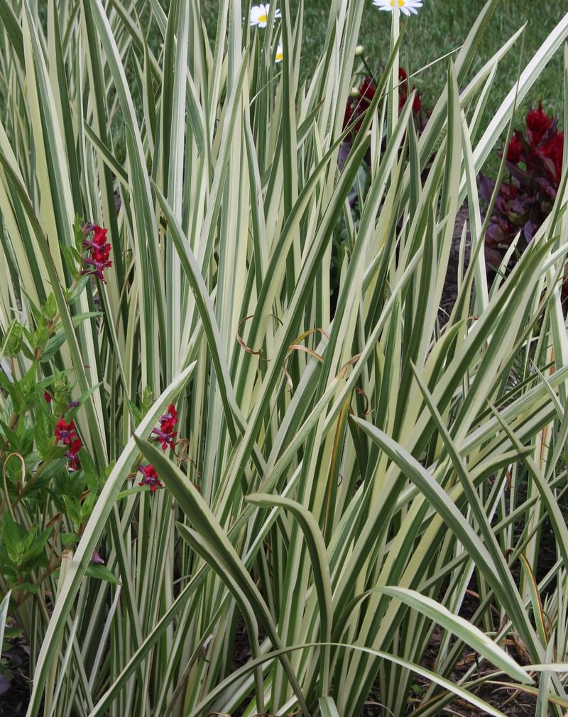 Variegated Sweet Flag